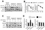 PSD-95 Antibody in Western Blot (WB)