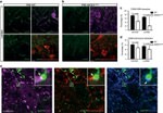PSD-95 Antibody in Immunohistochemistry - Free Floating (IHC (Free))