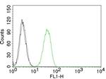 CD31/PECAM-1 (Endothelial Cell Marker) Antibody in Flow Cytometry (Flow)