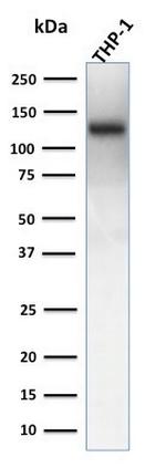 CD31/PECAM-1 (Endothelial Cell Marker) Antibody in Western Blot (WB)