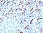 CD31/PECAM-1 Antibody in Immunohistochemistry (Paraffin) (IHC (P))