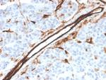 CD31/PECAM-1 Antibody in Immunohistochemistry (Paraffin) (IHC (P))