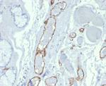 CD31/PECAM-1 (Endothelial Cell Marker) Antibody in Immunohistochemistry (Paraffin) (IHC (P))