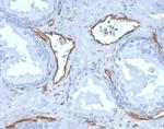 CD31/PECAM-1 (Endothelial Cell Marker) Antibody in Immunohistochemistry (Paraffin) (IHC (P))