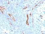 CD31/PECAM-1 (Endothelial Cell Marker) Antibody in Immunohistochemistry (Paraffin) (IHC (P))