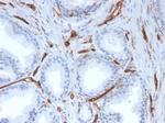 CD31/PECAM-1 (Endothelial Cell Marker) Antibody in Immunohistochemistry (Paraffin) (IHC (P))