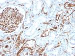 CD31/PECAM-1 Antibody in Immunohistochemistry (Paraffin) (IHC (P))