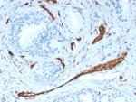 CD31/PECAM-1 Antibody in Immunohistochemistry (Paraffin) (IHC (P))
