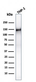 CD31/PECAM-1 Antibody in Western Blot (WB)
