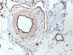 CD31/PECAM-1 (Endothelial Cell Marker) Antibody in Immunohistochemistry (Paraffin) (IHC (P))