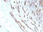 CD31/PECAM-1 (Endothelial Cell Marker) Antibody in Immunohistochemistry (Paraffin) (IHC (P))