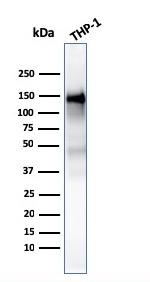 CD31/PECAM-1 (Endothelial Cell Marker) Antibody in Western Blot (WB)