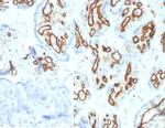 CD31/PECAM-1 (Endothelial Cell Marker) Antibody in Immunohistochemistry (Paraffin) (IHC (P))