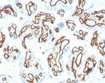 CD31/PECAM-1 (Endothelial Cell Marker) Antibody in Immunohistochemistry (Paraffin) (IHC (P))