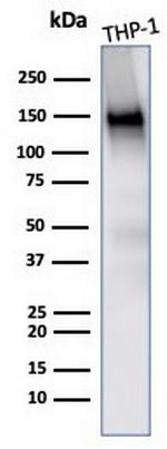 CD31/PECAM-1 (Endothelial Cell Marker) Antibody in Western Blot (WB)