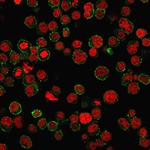 CD31/PECAM-1 (Endothelial Cell Marker) Antibody in Immunocytochemistry (ICC/IF)