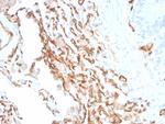 CD31/PECAM-1 (Endothelial Cell Marker) Antibody in Immunohistochemistry (Paraffin) (IHC (P))