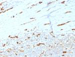 CD31/PECAM-1 (Endothelial Cell Marker) Antibody in Immunohistochemistry (Paraffin) (IHC (P))