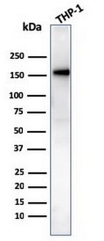 CD31/PECAM-1 (Endothelial Cell Marker) Antibody in Western Blot (WB)