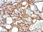 CD31/PECAM-1 (Endothelial Cell Marker) Antibody in Immunohistochemistry (Paraffin) (IHC (P))