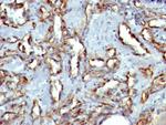 CD31/PECAM-1 (Endothelial Cell Marker) Antibody in Immunohistochemistry (Paraffin) (IHC (P))