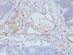 CD31/PECAM-1 (Endothelial Cell Marker) Antibody in Immunohistochemistry (Paraffin) (IHC (P))