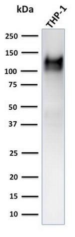 CD31/PECAM-1 (Endothelial Cell Marker) Antibody in Western Blot (WB)