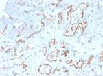 CD31/PECAM-1 (Endothelial Cell Marker) Antibody in Immunohistochemistry (Paraffin) (IHC (P))