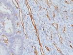 CD31/PECAM-1 (Endothelial Cell Marker) Antibody in Immunohistochemistry (Paraffin) (IHC (P))