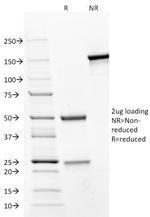 CD31/PECAM-1 (Endothelial Cell Marker) Antibody in SDS-PAGE (SDS-PAGE)