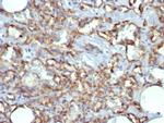 CD31/PECAM-1 (Endothelial Cell Marker) Antibody in Immunohistochemistry (Paraffin) (IHC (P))