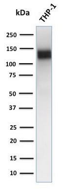 CD31/PECAM-1 (Endothelial Cell Marker) Antibody in Western Blot (WB)