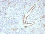 CD31/PECAM-1 (Endothelial Cell Marker) Antibody in Immunohistochemistry (Paraffin) (IHC (P))
