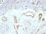 CD31/PECAM-1 (Endothelial Cell Marker) Antibody in Immunohistochemistry (Paraffin) (IHC (P))