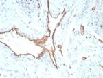 CD31/PECAM-1 (Endothelial Cell Marker) Recombinant Mouse Monoclonal Antibody (rPECAM1/8829)