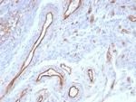 CD31/PECAM-1 (Endothelial Cell Marker) Recombinant Mouse Monoclonal Antibody (rPECAM1/8830)