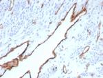 CD31/PECAM-1 (Endothelial Cell Marker) Antibody in Immunohistochemistry (Paraffin) (IHC (P))