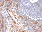 CD31/PECAM-1 (Endothelial Cell Marker) Antibody in Immunohistochemistry (Paraffin) (IHC (P))
