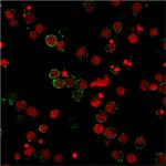 CD31/PECAM-1 (Endothelial Cell Marker) Antibody in Immunocytochemistry (ICC/IF)
