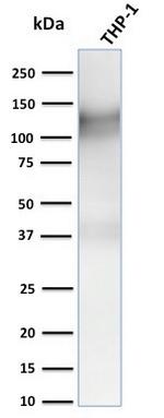 CD31/PECAM-1 (Endothelial Cell Marker) Antibody in Western Blot (WB)