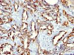 CD31/PECAM-1 (Endothelial Cell Marker) Antibody in Immunohistochemistry (Paraffin) (IHC (P))