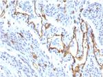 CD31/PECAM-1 (Endothelial Cell Marker) Antibody in Immunohistochemistry (Paraffin) (IHC (P))
