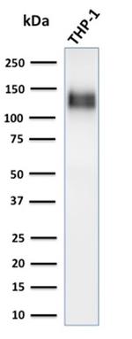 CD31/PECAM-1 (Endothelial Cell Marker) Antibody in Western Blot (WB)