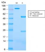 CD31/PECAM-1 (Endothelial Cell Marker) Antibody in SDS-PAGE (SDS-PAGE)