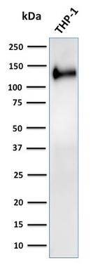 CD31/PECAM-1 (Endothelial Cell Marker) Antibody in Western Blot (WB)