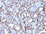 CD31/PECAM-1 (Endothelial Cell Marker) Antibody in Immunohistochemistry (Paraffin) (IHC (P))