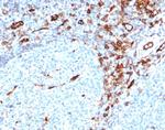 CD31/PECAM-1 (Endothelial Cell Marker) Antibody in Immunohistochemistry (Paraffin) (IHC (P))