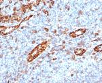 CD31/PECAM-1 (Endothelial Cell Marker) Antibody in Immunohistochemistry (Paraffin) (IHC (P))