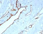 CD31/PECAM-1 (Endothelial Cell Marker) Antibody in Immunohistochemistry (Paraffin) (IHC (P))
