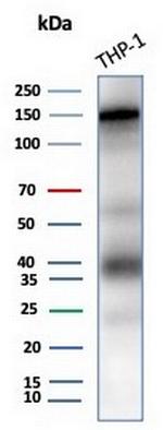 CD31/PECAM-1 (Endothelial Cell Marker) Antibody in Western Blot (WB)